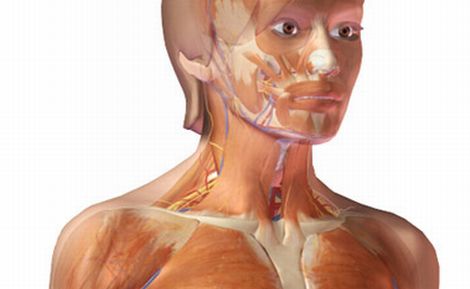 3D anatomy of a Virtual Human Body